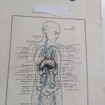 محسن  رفیعیان